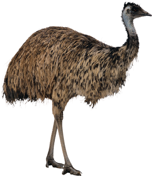 Страус на белом фоне