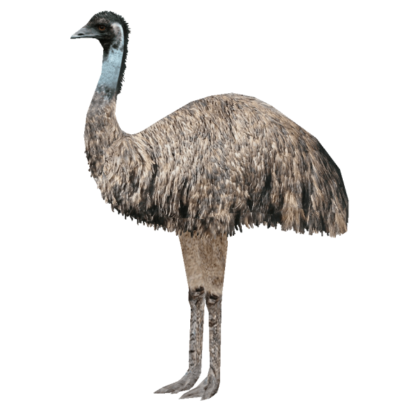 Страус эму на белом фоне
