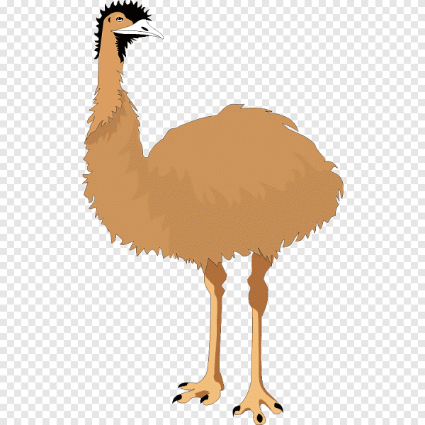 Эму для детей