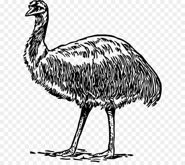 Эму черно белые