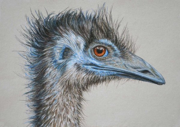Рисуем эму с гуашью