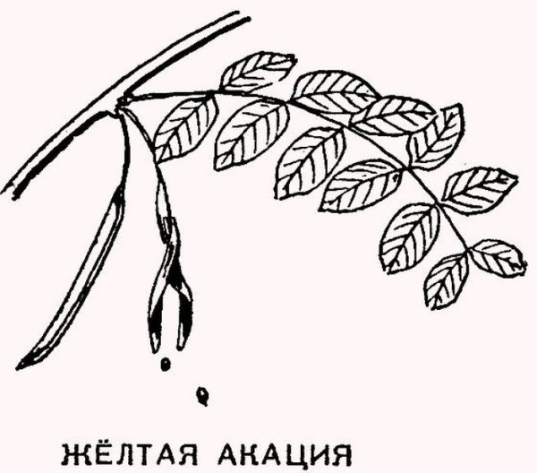 Акация желтая Карагана древовидная рисунок