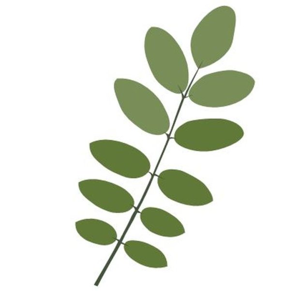 Листья растений