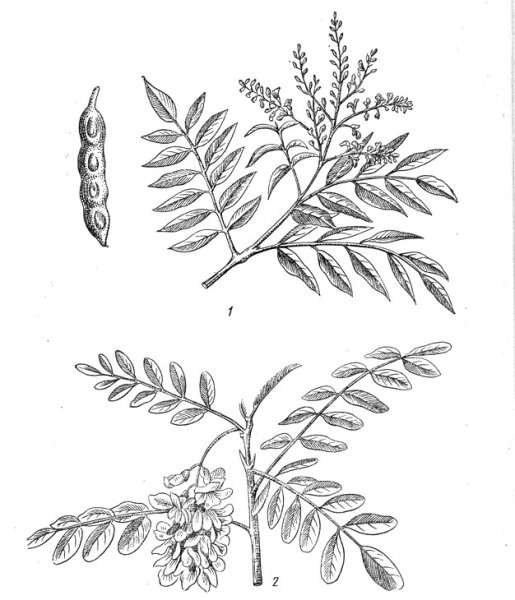 Софора японская ботаника