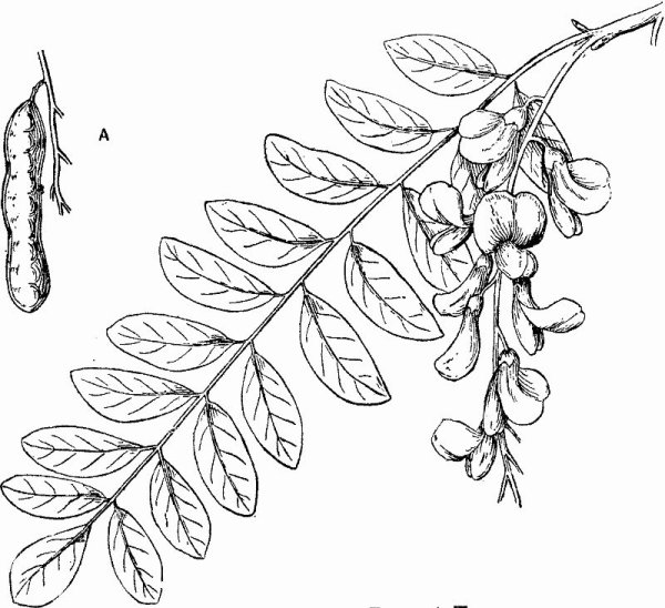 Робиния Лжеакация гербарий