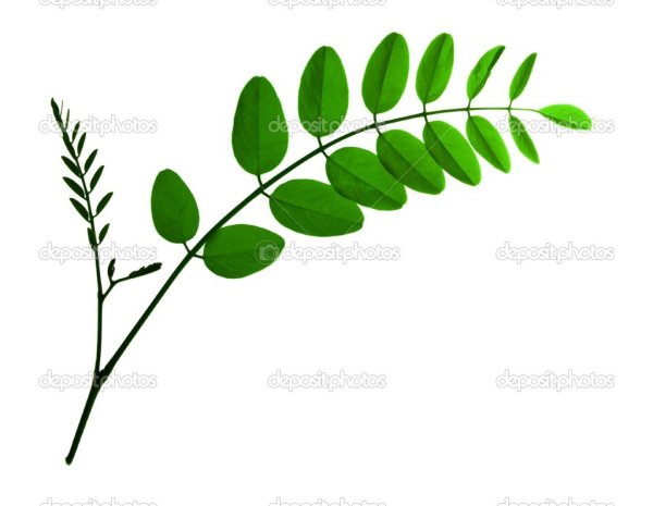 Ветка акации с листьями