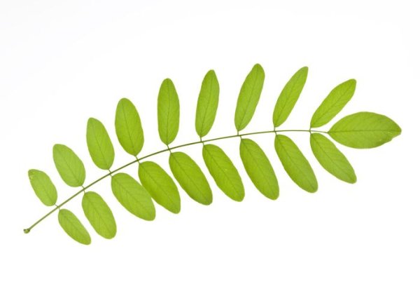 Акация в Африке с листьями