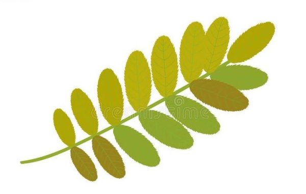 Лист акации