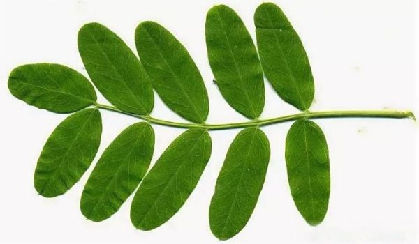 Робиния листья