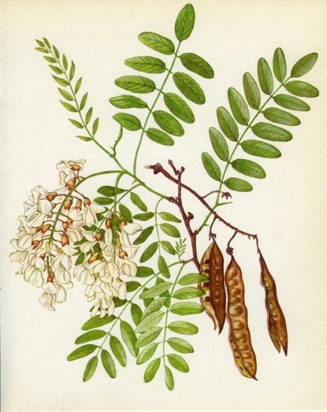 Робиния Ботаническая иллюстрация