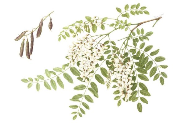 Цветущая Акация