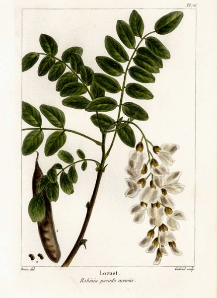 Ботаническая иллюстрация Robinia pseudoacaci
