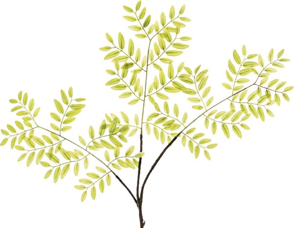 Лист акации