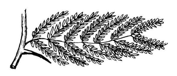 Ветка акации раскраска