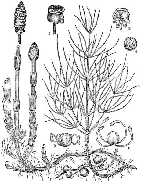 Хвощ полевой заросток
