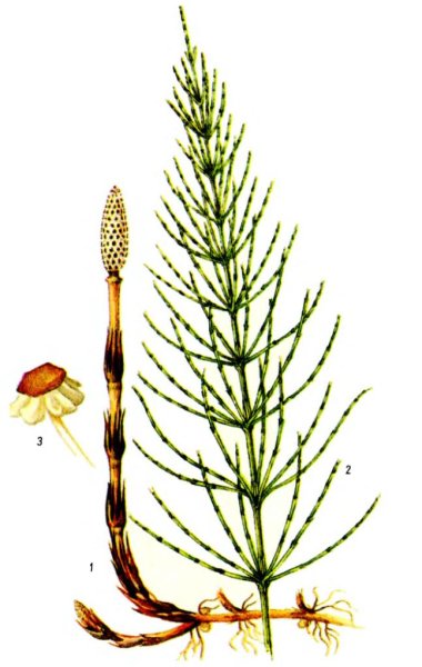 Хвощ полевой сорные растения