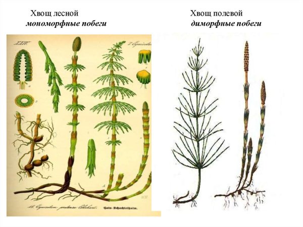 Хвощ полевой и хвощ Лесной