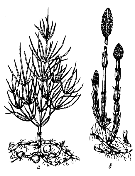 Побеги эфедры хвощевой