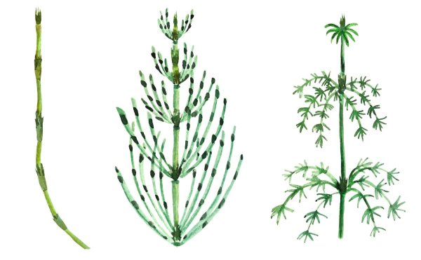 Хвощ полевой Луговой Лесной