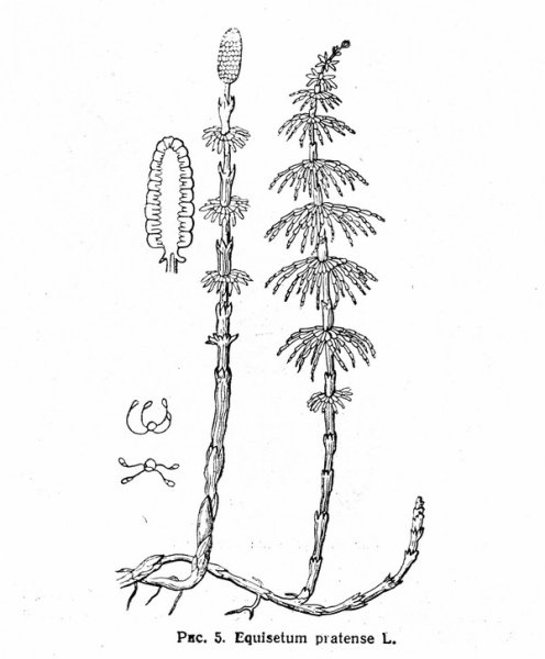 Хвощ полевой зимующий