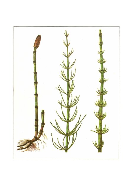 Летний побег хвоща лесного