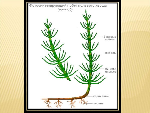 Спороносный колосок у хвощевидных