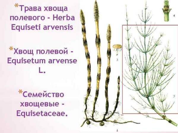 Хвощ Камышевидный описание