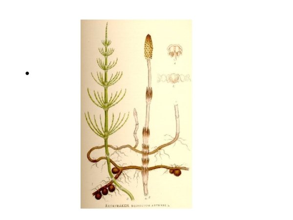 Хвощ полевой весенние и летние побеги