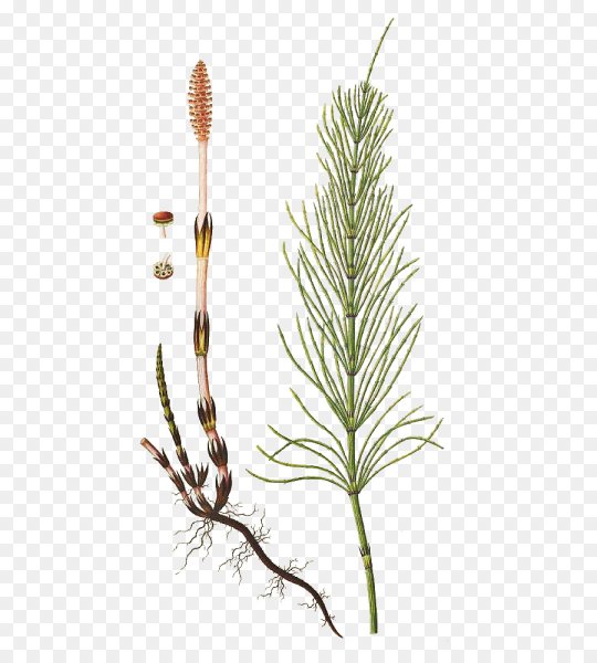 Хвощ полевой рис черно белый