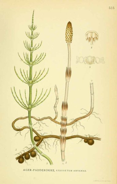 Хвощ полевой на белом