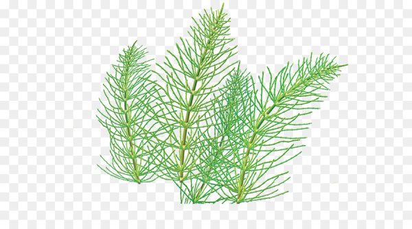 Хвощ Лесной корневище