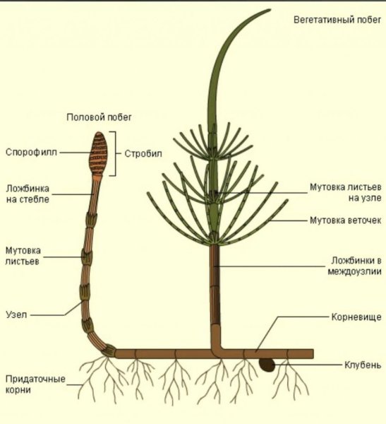 Спорангиофор хвоща