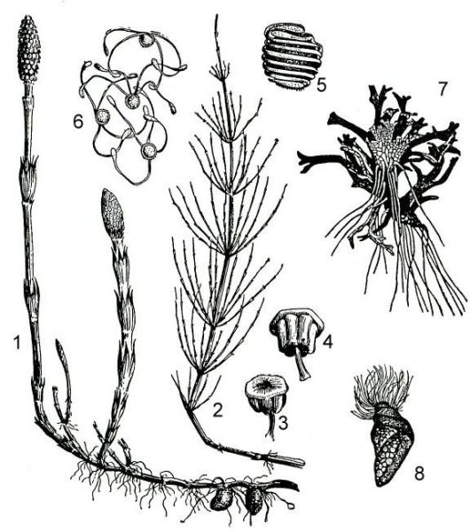 Хвощ полевой(лат. Equisetum arvense l)