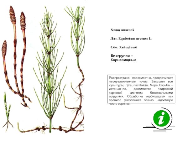 Хвощ полевой зарисовать