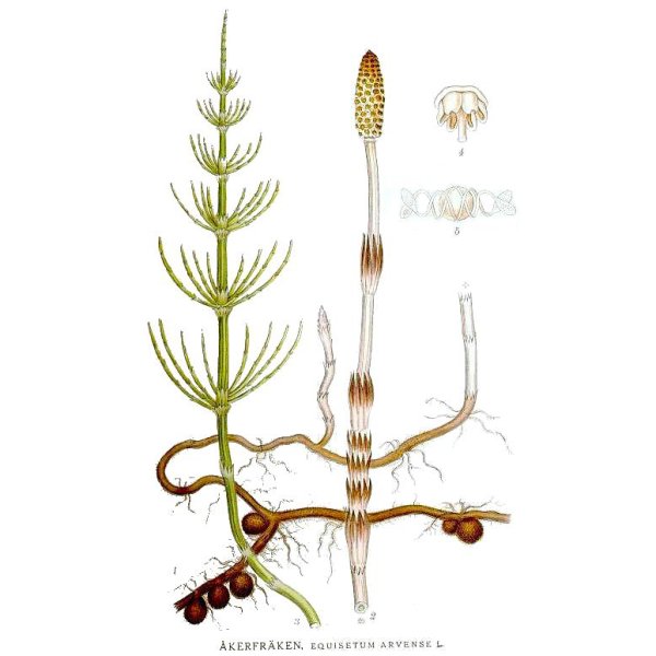 Хвощ полевой и Лесной