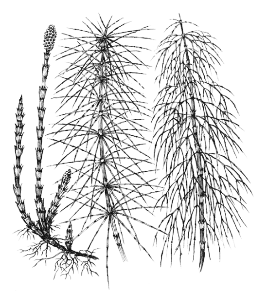 Хвощ полевой Луговой Лесной