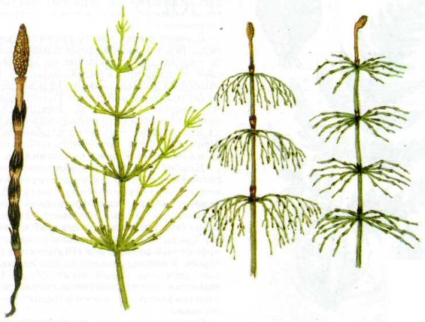 Элатеры у хвощей