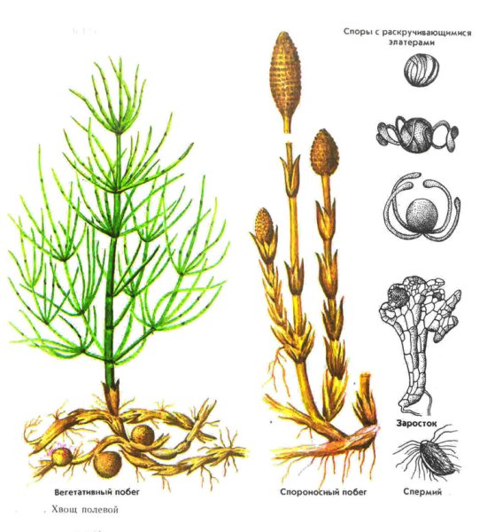Хвощ Луговой Хвощевидные