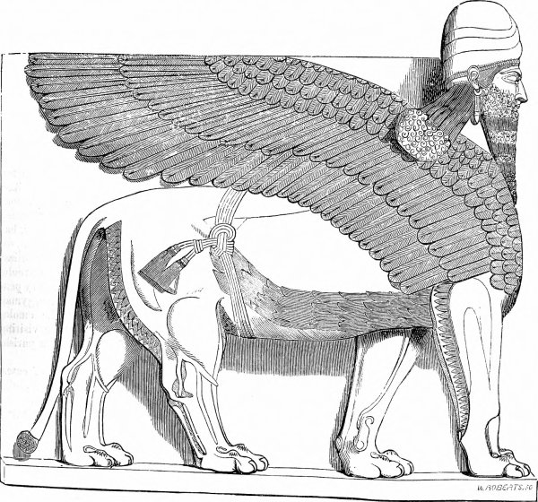 Шеду рисунок для срисовки