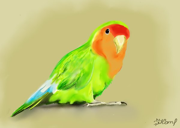 Попугай рисунок