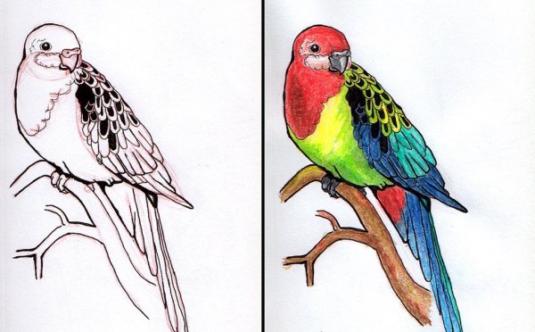 Раскрашенный попугай