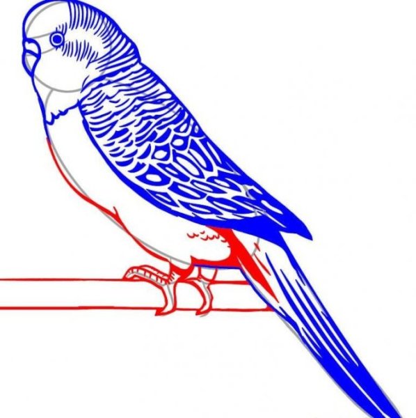 Попугай рисунок