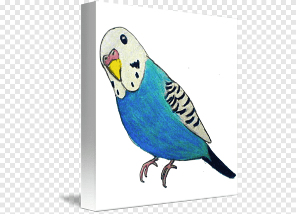 Картинки волнистых попугаев