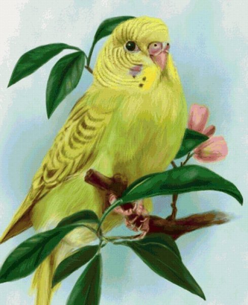 Волнистый попугай арт