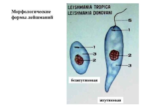 Лейшмания жгутиковая форма