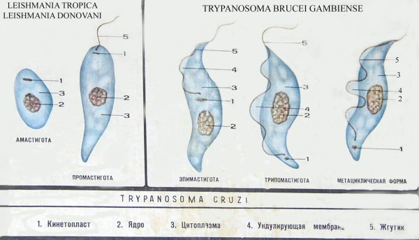 Лейшмания Тропика строение