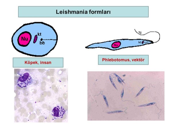 Безжгутиковая лейшмания