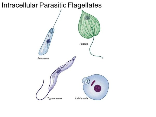 Leishmania Tropica строение