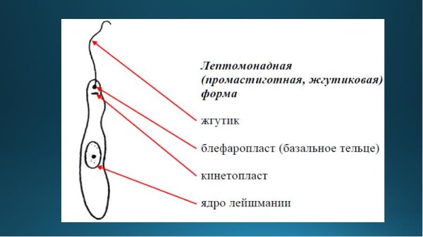 Лейшмания кинетопласт