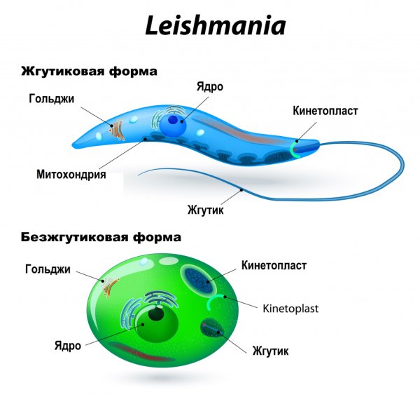 Leishmania Tropica промастигота
